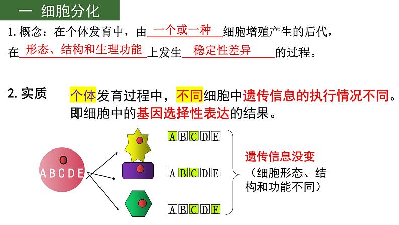 2023届高三生物一轮复习课件：细胞的分化、衰老和死亡第6页