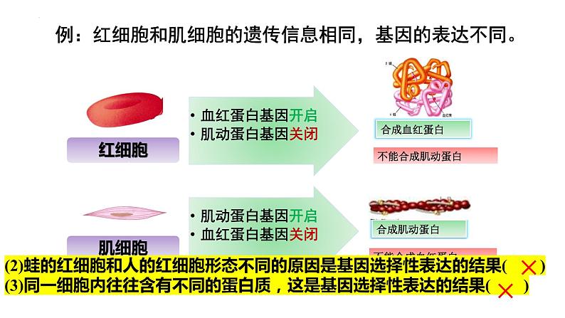 2023届高三生物一轮复习课件：细胞的分化、衰老和死亡第7页