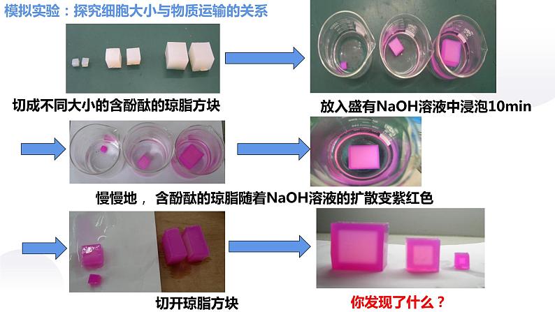 2023届高三生物一轮复习课件：细胞的增殖第4页