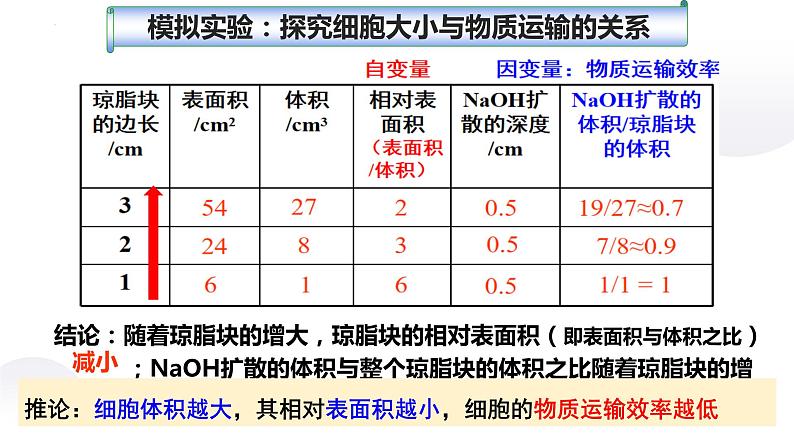 2023届高三生物一轮复习课件：细胞的增殖第6页