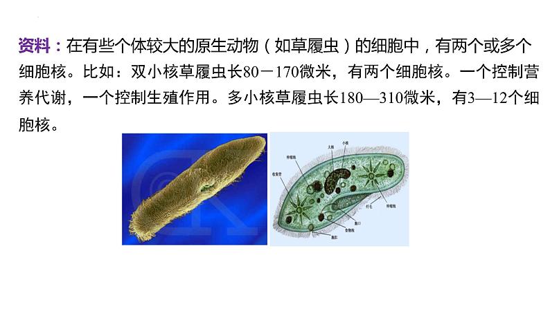 2023届高三生物一轮复习课件：细胞的增殖第7页