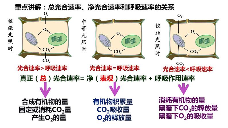 2023届高三生物一轮复习课件：细胞呼吸和光合作用的曲线第7页