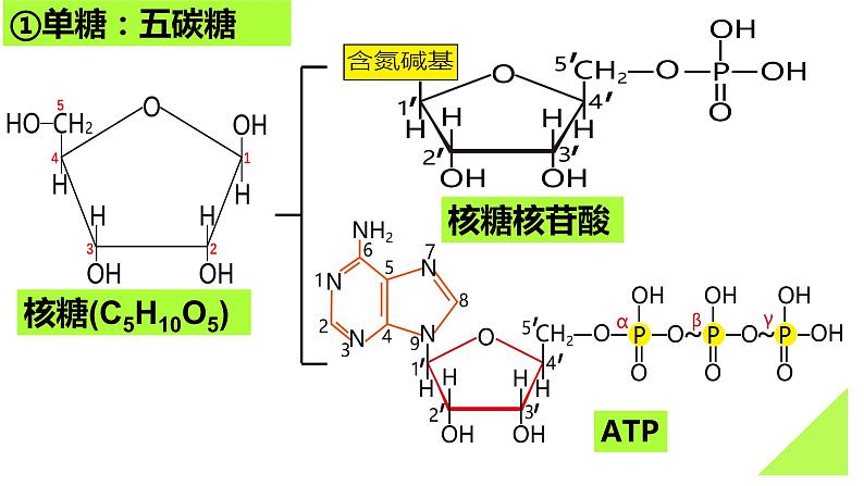 2023届高三生物一轮复习课件：细胞中的糖类和脂质第8页