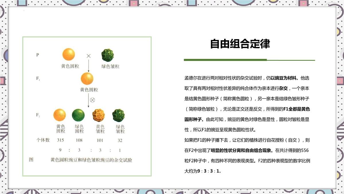 2023届高三生物一轮复习课件：自由组合定律第4页