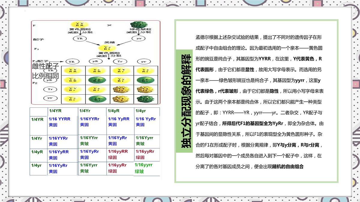 2023届高三生物一轮复习课件：自由组合定律第6页