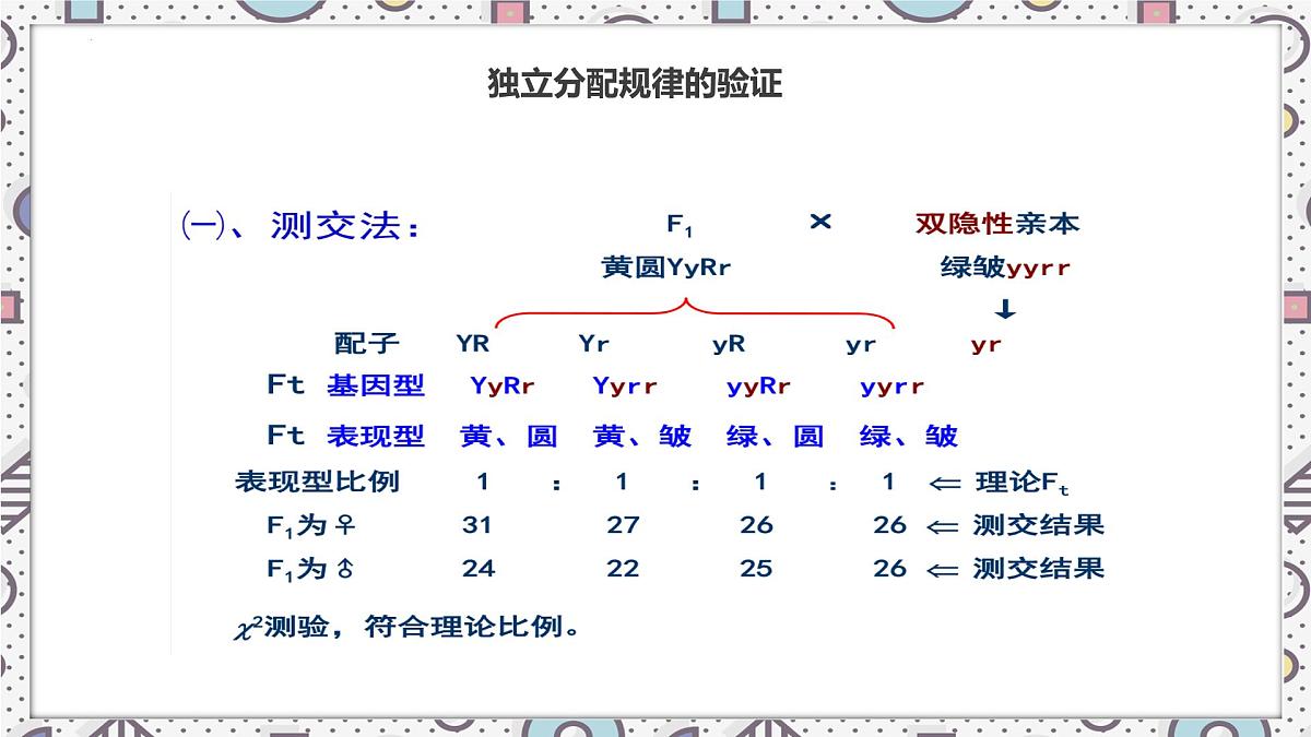 2023届高三生物一轮复习课件：自由组合定律第7页