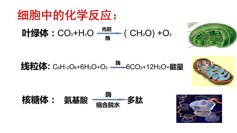 2023届高三一轮复习生物：5.1.1酶的作用和本质课件第5页