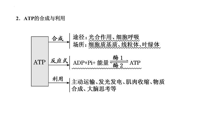 2023届高三一轮复习生物：第5章 细胞的能量供应和利用—把握3个常考点课件第8页
