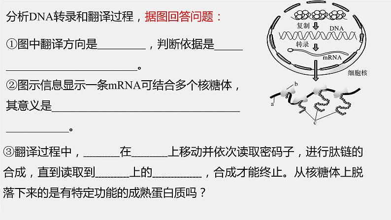 2023届高三一轮复习生物：基因的表达 课件第5页