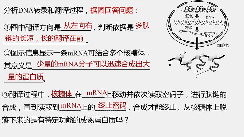 2023届高三一轮复习生物：基因的表达 课件第6页