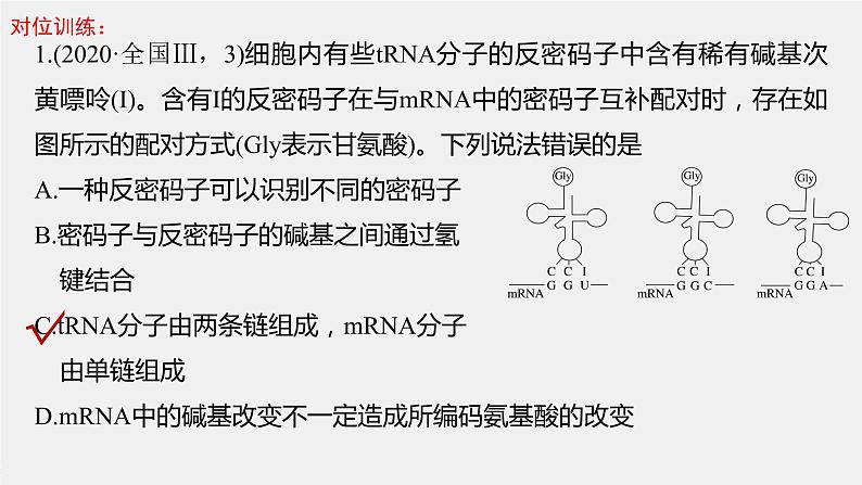 2023届高三一轮复习生物：基因的表达 课件第7页