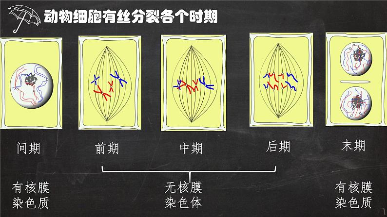 2023届高三一轮复习生物：有丝分裂与减数分裂图形辨析课件第3页