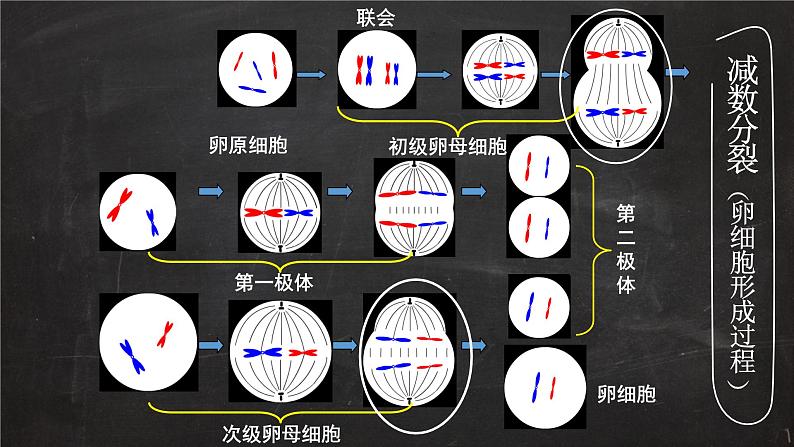 2023届高三一轮复习生物：有丝分裂与减数分裂图形辨析课件第6页