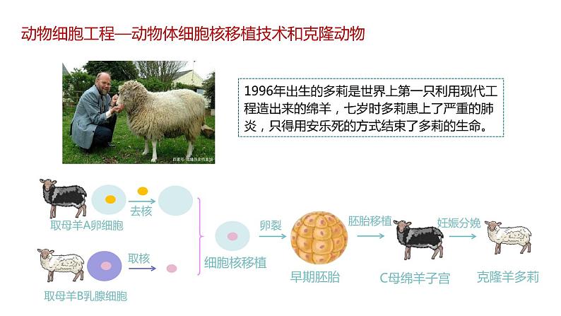 第二节 动物细胞工程课时3课件第3页