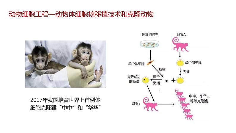 第二节 动物细胞工程课时3课件第4页