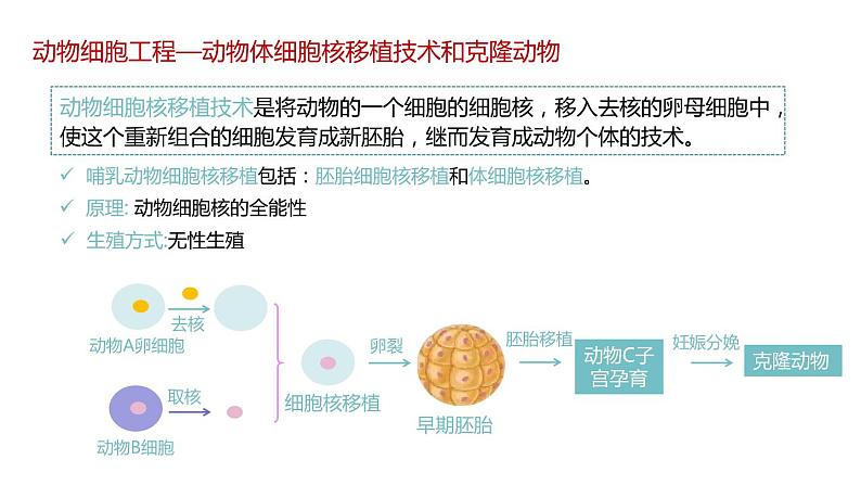 第二节 动物细胞工程课时3课件第5页