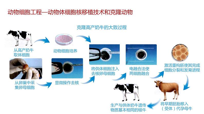 第二节 动物细胞工程课时3课件第6页