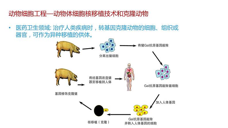 第二节 动物细胞工程课时3课件第8页