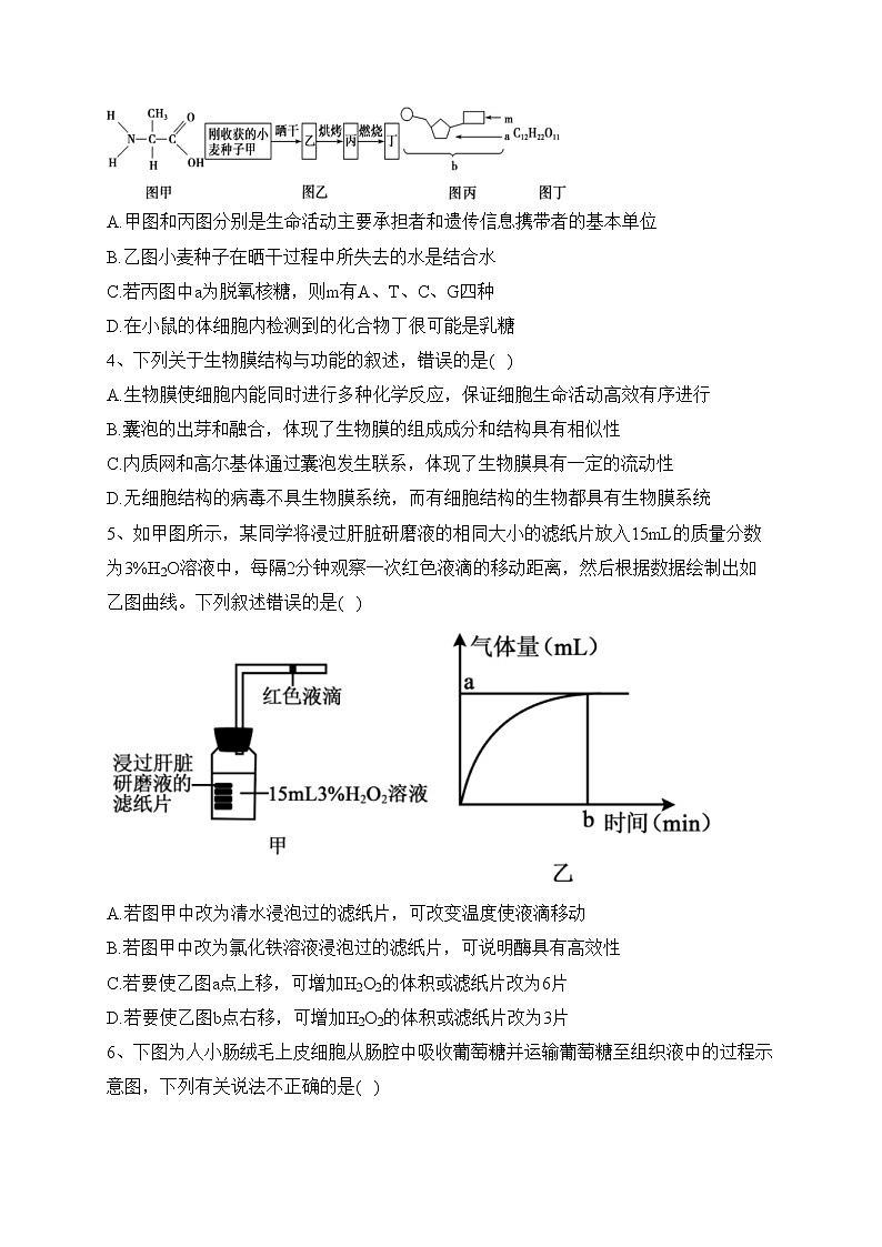 深圳市福田区外国语高级中学2022-2023学年高三上学期第二次调研考试生物试题(含答案)02