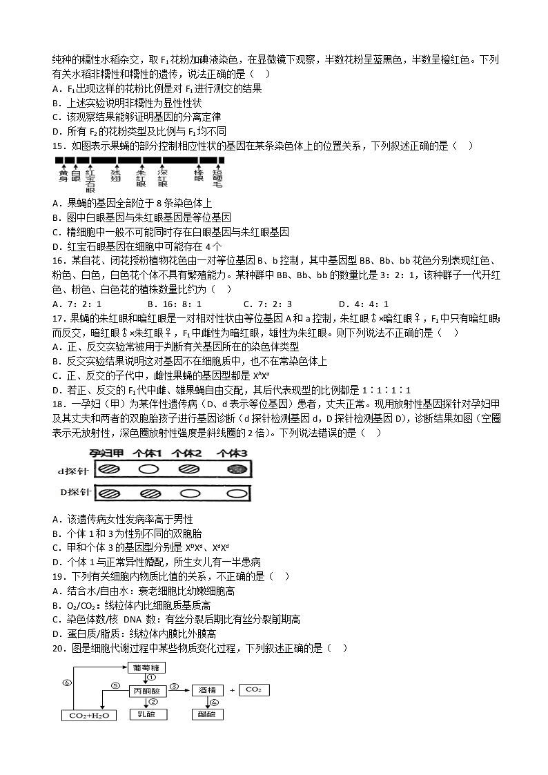 2023届江西省丰城中学高三上学期期中考试生物试题含答案03