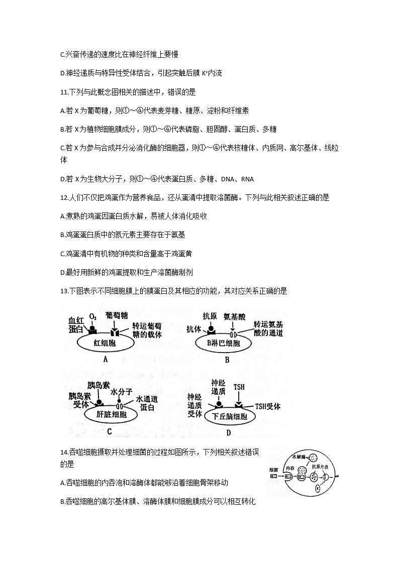 2023届河南省洛平许济联考高三上学期第一次质量检测生物试题含答案03