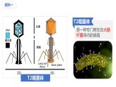 2023届高三复习  噬菌体侵染细菌实验  课件