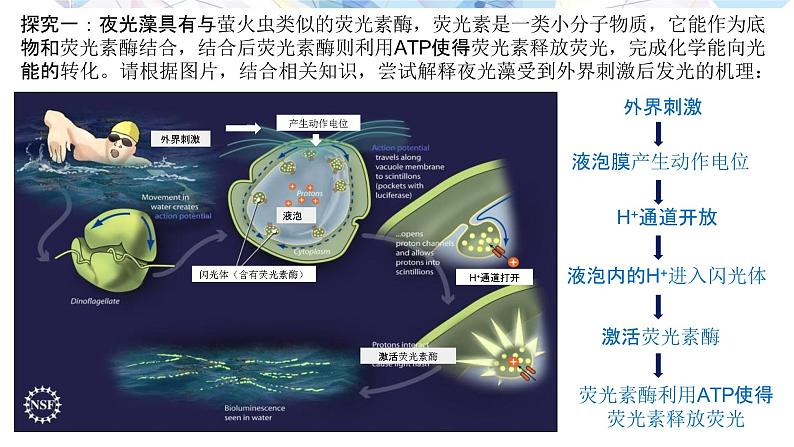 2023届高三生物专题复习课件：神秘的 “蓝色眼泪”—— 关于“荧光海滩”的探究第3页