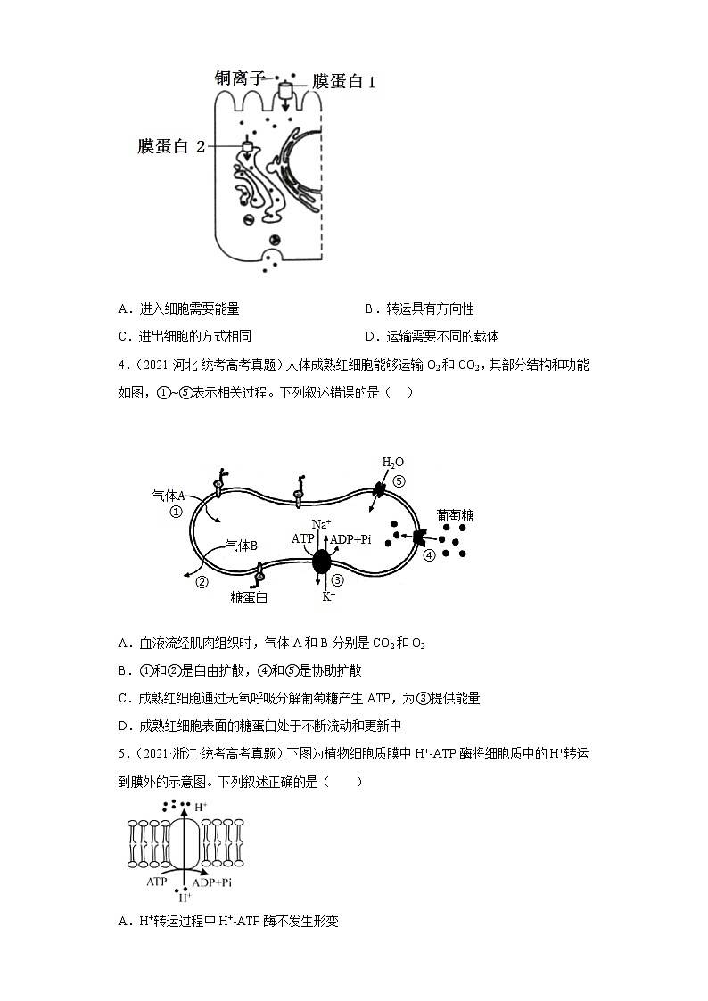五年2018-2022高考生物真题按知识点分类汇编15-细胞的物质输入和输出-主动运输（含解析）02