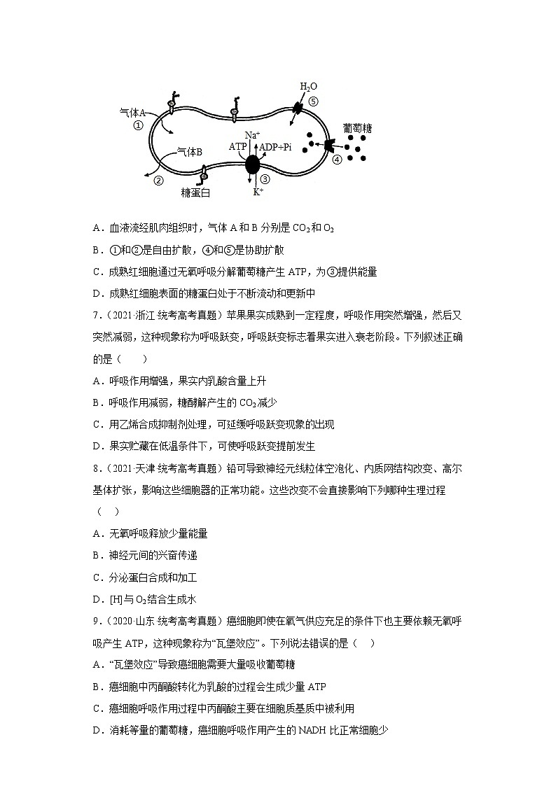 五年2018-2022高考生物真题按知识点分类汇编21-细胞呼吸-无氧呼吸过程（含解析）第3页