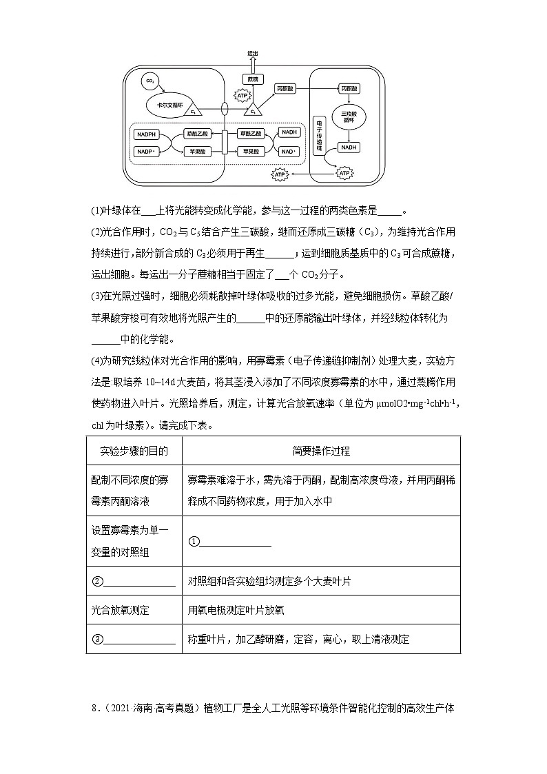 五年2018-2022高考生物真题按知识点分类汇编25-光合作用与呼吸作用（含解析）第3页