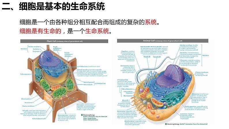 1.1 细胞是生命活动的基本单位 （第2课时）课件PPT03