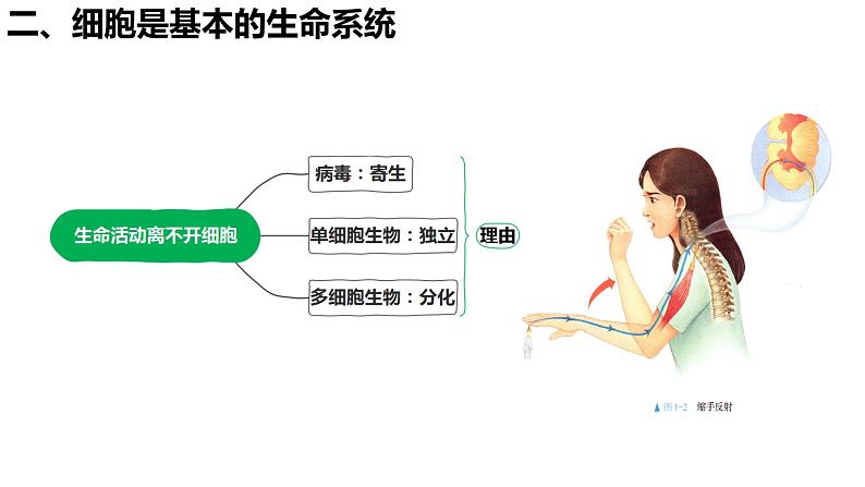 1.1 细胞是生命活动的基本单位 （第2课时）课件PPT05