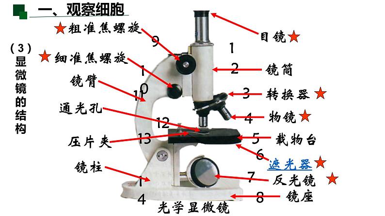 1.2细胞的多样性和统一性（第1课时）课件PPT02