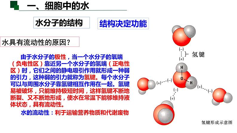 2.2细胞中的无机物(1.5课时）课件PPT06