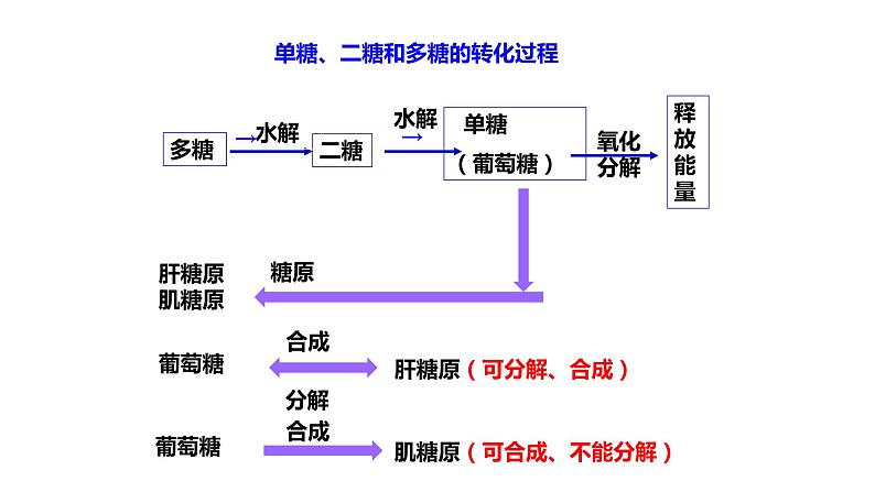 2.3 细胞中的糖类和脂质(2课时）课件PPT第8页