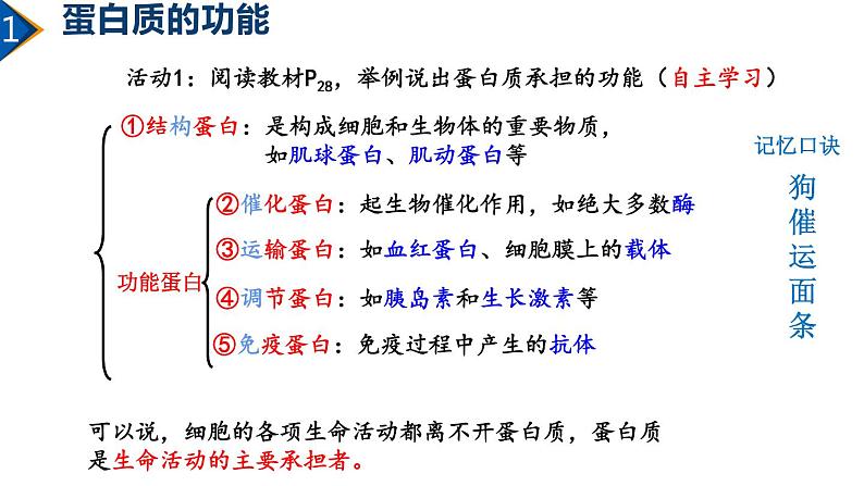 2.4 蛋白质是生命活动的主要承担者（第1课时）课件PPT第4页