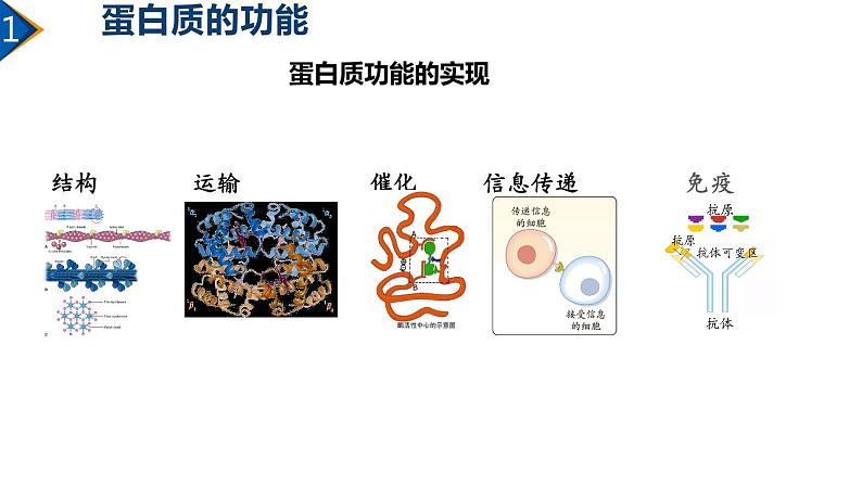 2.4 蛋白质是生命活动的主要承担者（第1课时）课件PPT第5页