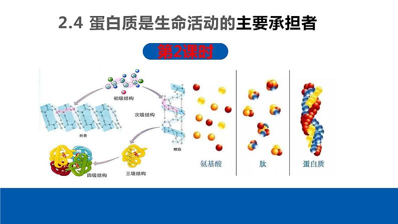 2.4 蛋白质是生命活动的主要承担者（第2课时）课件PPT01