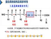 2.4 蛋白质是生命活动的主要承担者（第2课时）课件PPT