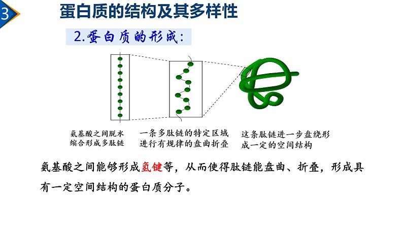 2.4 蛋白质是生命活动的主要承担者（第2课时）课件PPT06