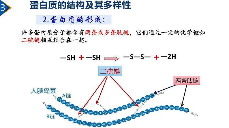 2.4 蛋白质是生命活动的主要承担者（第2课时）课件PPT07