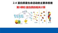 高中生物人教版 (2019)必修1《分子与细胞》第4节 蛋白质是生命活动的主要承担者图文课件ppt