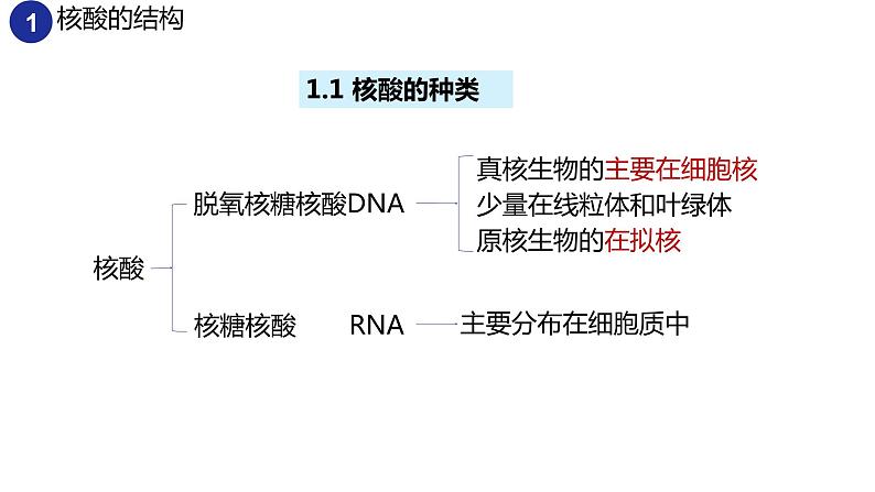 2.5核酸是遗传信息的携带者（2课时）课件PPT04