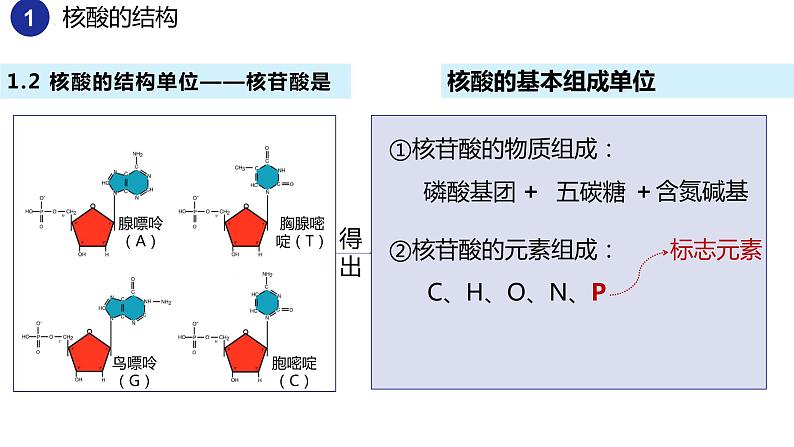 2.5核酸是遗传信息的携带者（2课时）课件PPT05