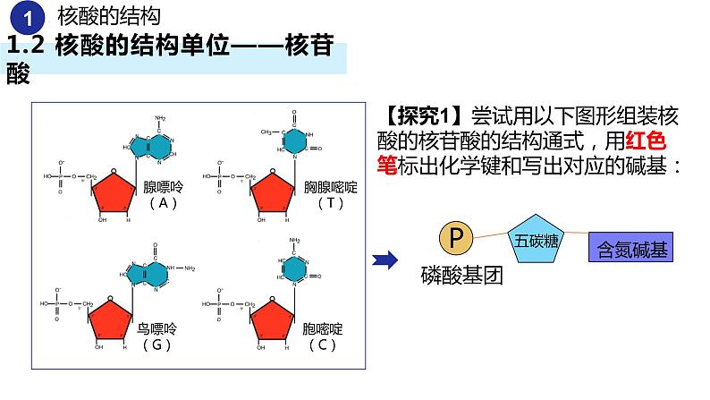 2.5核酸是遗传信息的携带者（2课时）课件PPT06