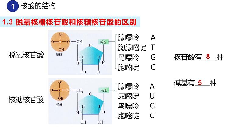 2.5核酸是遗传信息的携带者（2课时）课件PPT07