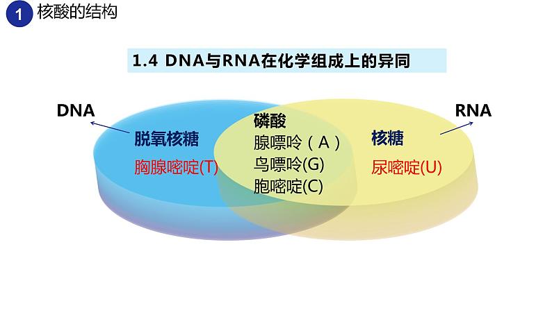 2.5核酸是遗传信息的携带者（2课时）课件PPT08