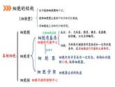 3.2 细胞器之间的分工合作（第1课时）课件PPT