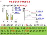 3.2细胞器之间的分工合作（第3课时）课件PPT