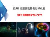 5.2细胞的能量货币ATP（1.5课时）课件PPT